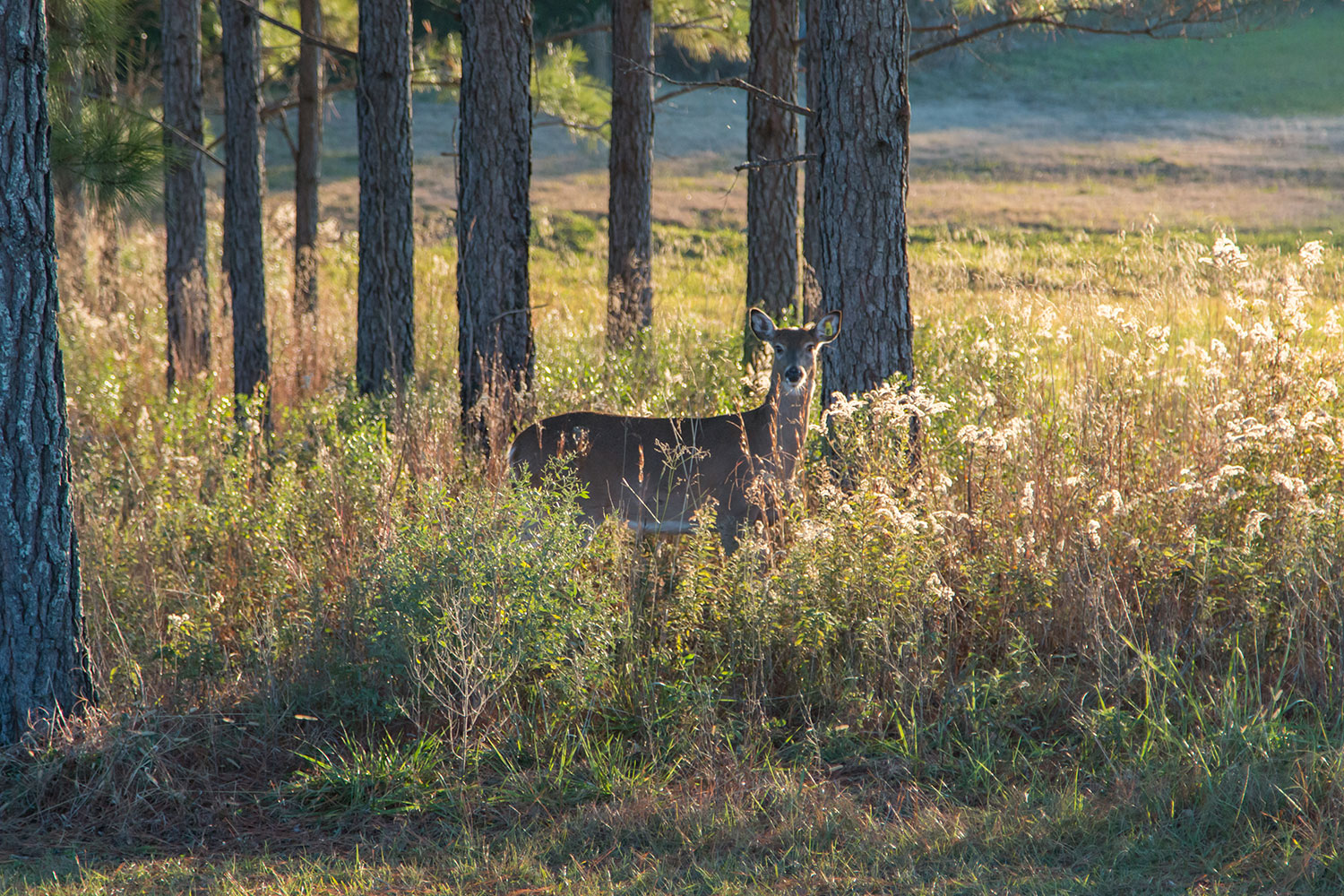 Alabama Hunting Land for Lease